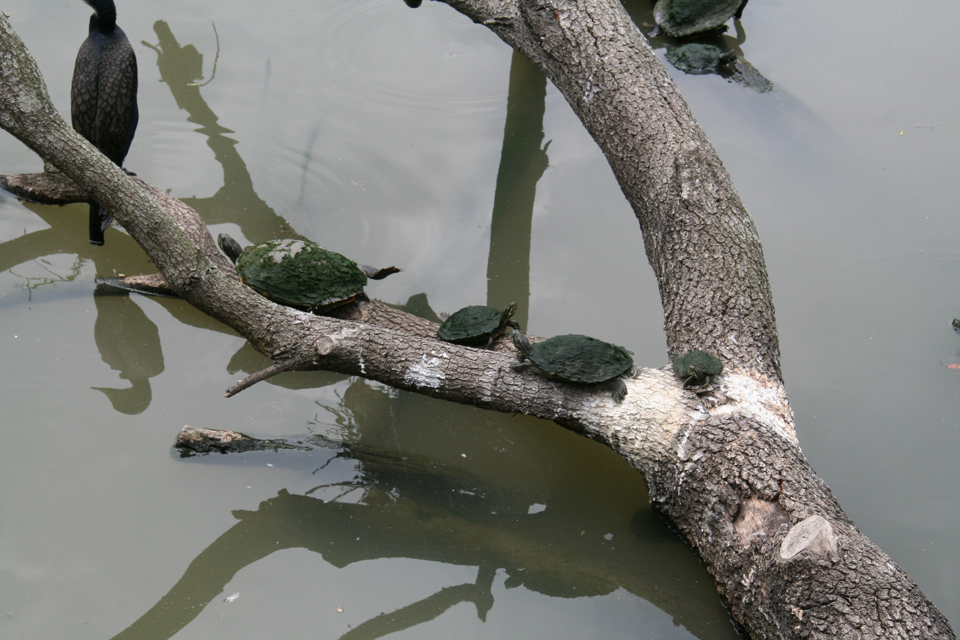 Schmuckschildkröten am Savannenteich/sliders at the savanna pond